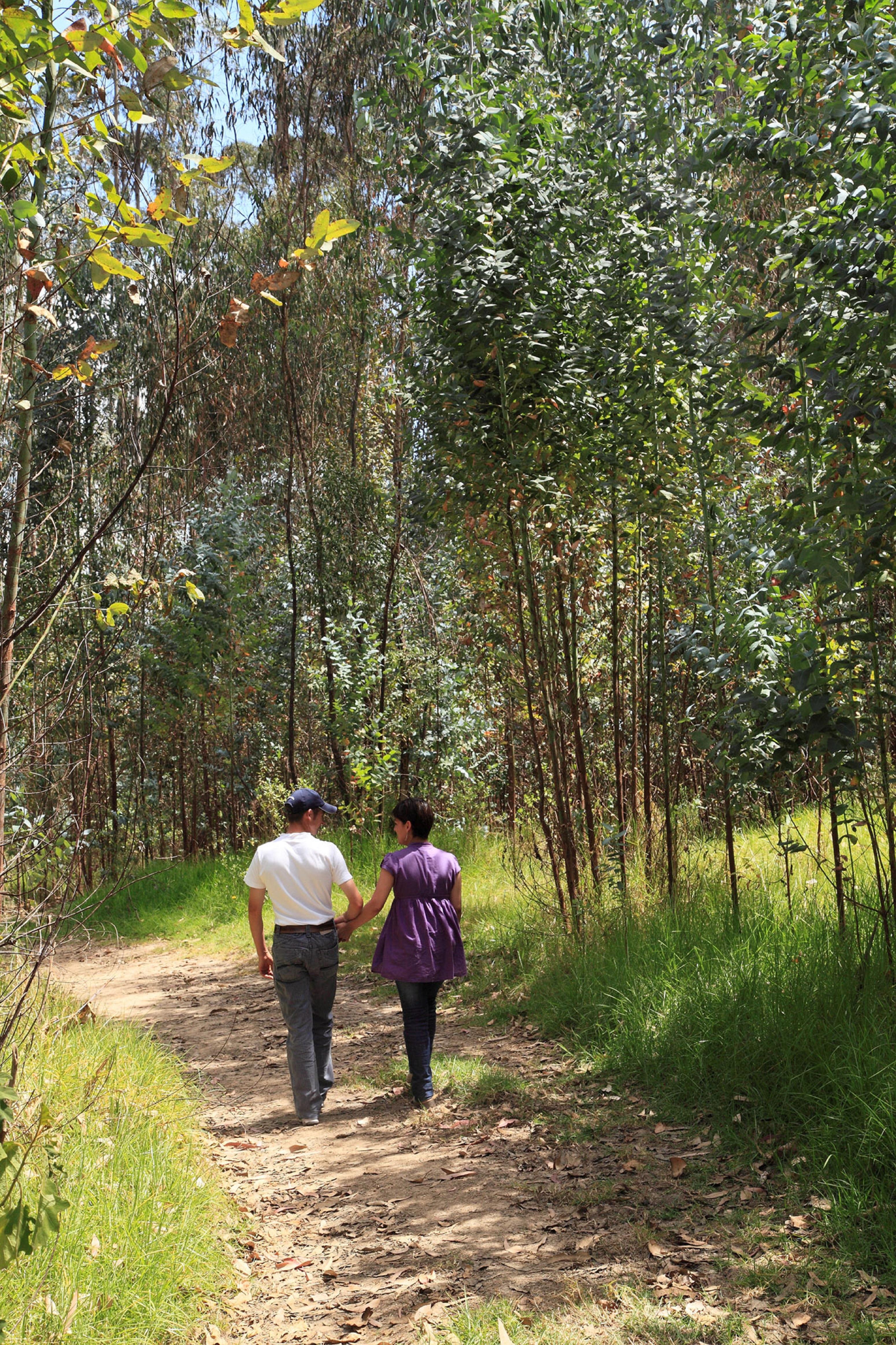 Estelar Paipa Hotel Spa & Y Centro De Convenciones Extérieur photo Eucalyptus forest in the park